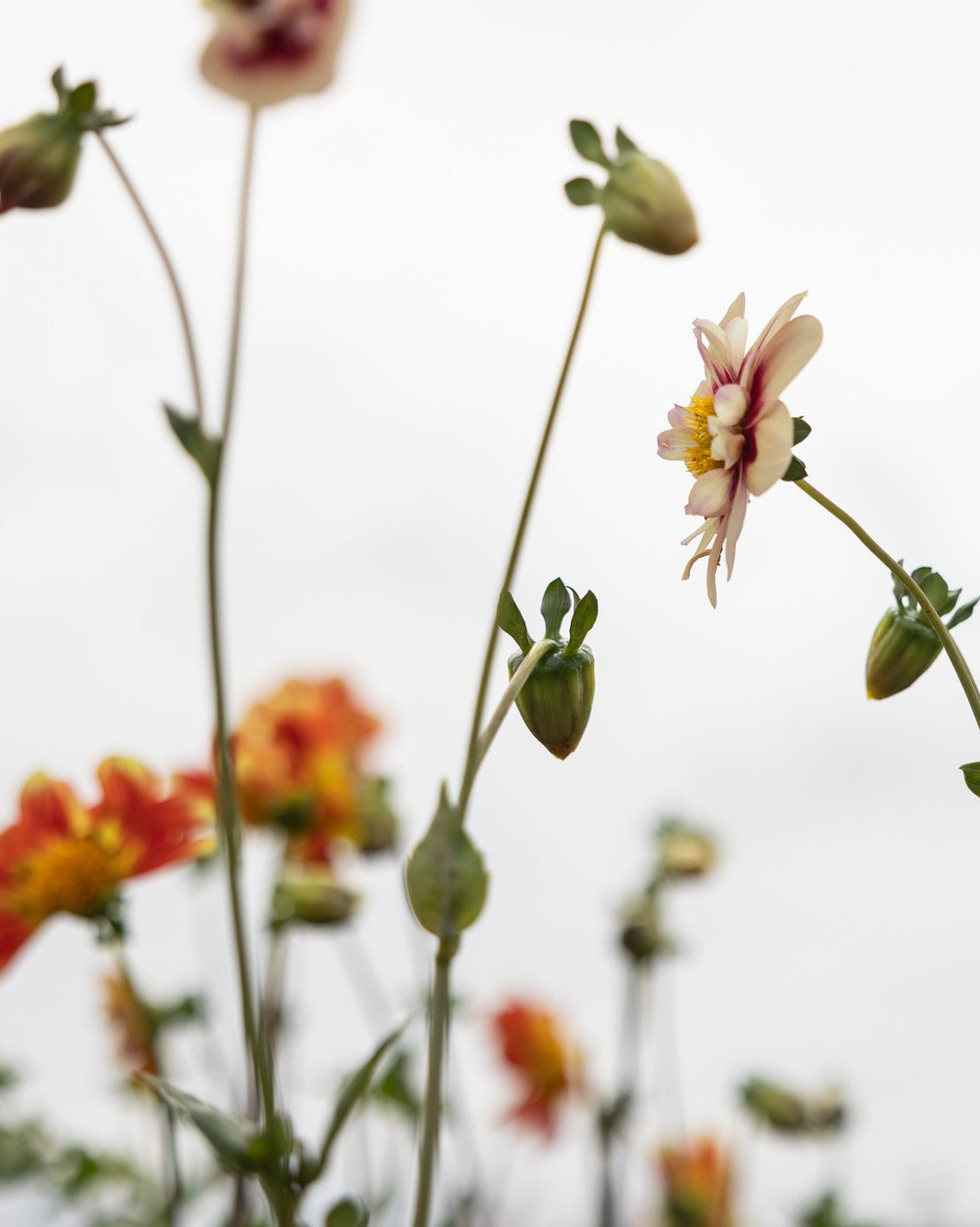 Dahlia Rhubarb & Custard kremete gyllen bronse med dypt rubinrødt hjerte