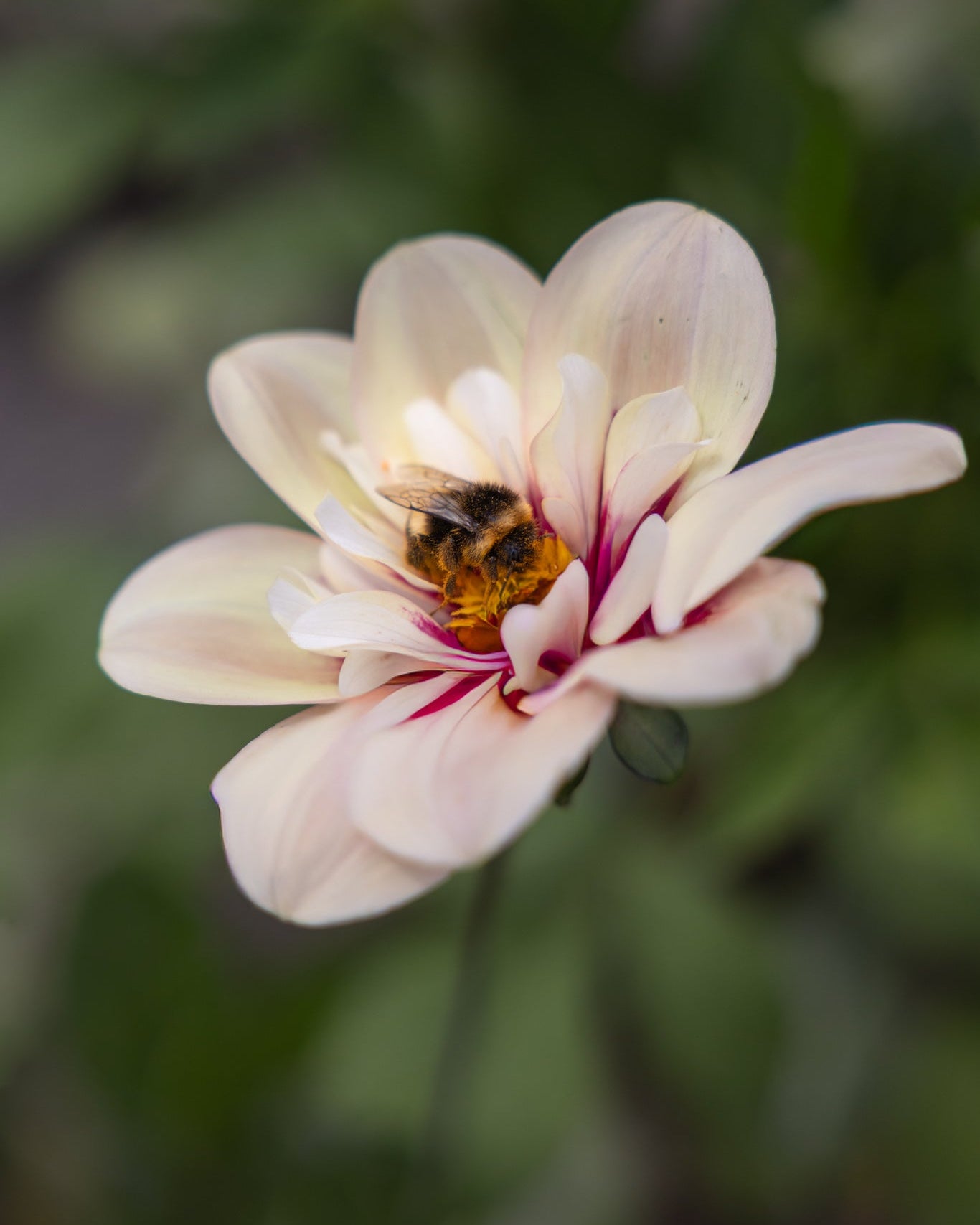 Rhubarb & Custard dahlia knoll collarette-type med kontrastfarger