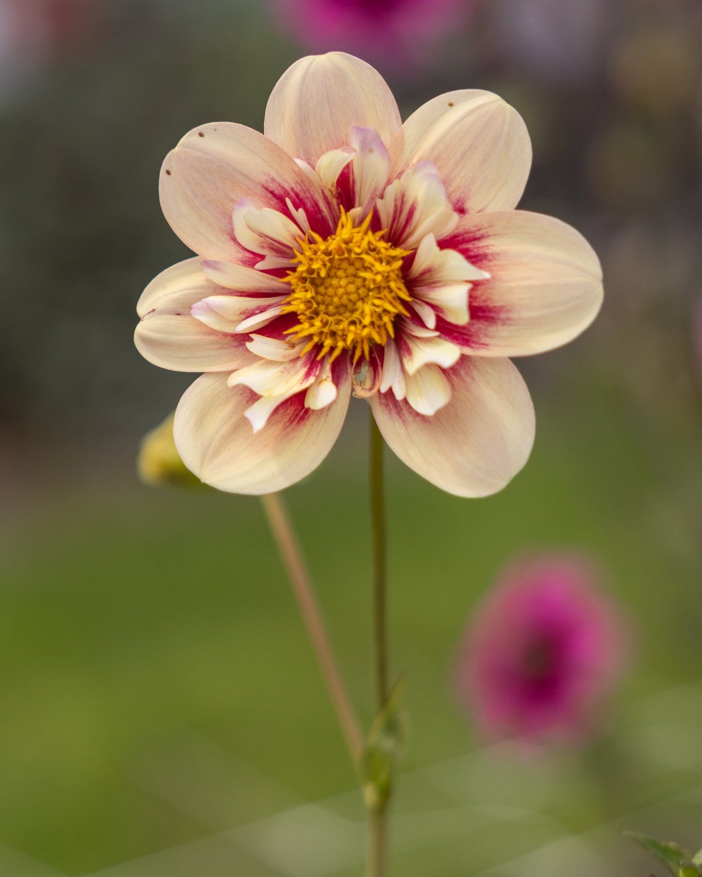 Dekorativ collarette-georgine Rhubarb & Custard i gyllen bronse og rubin