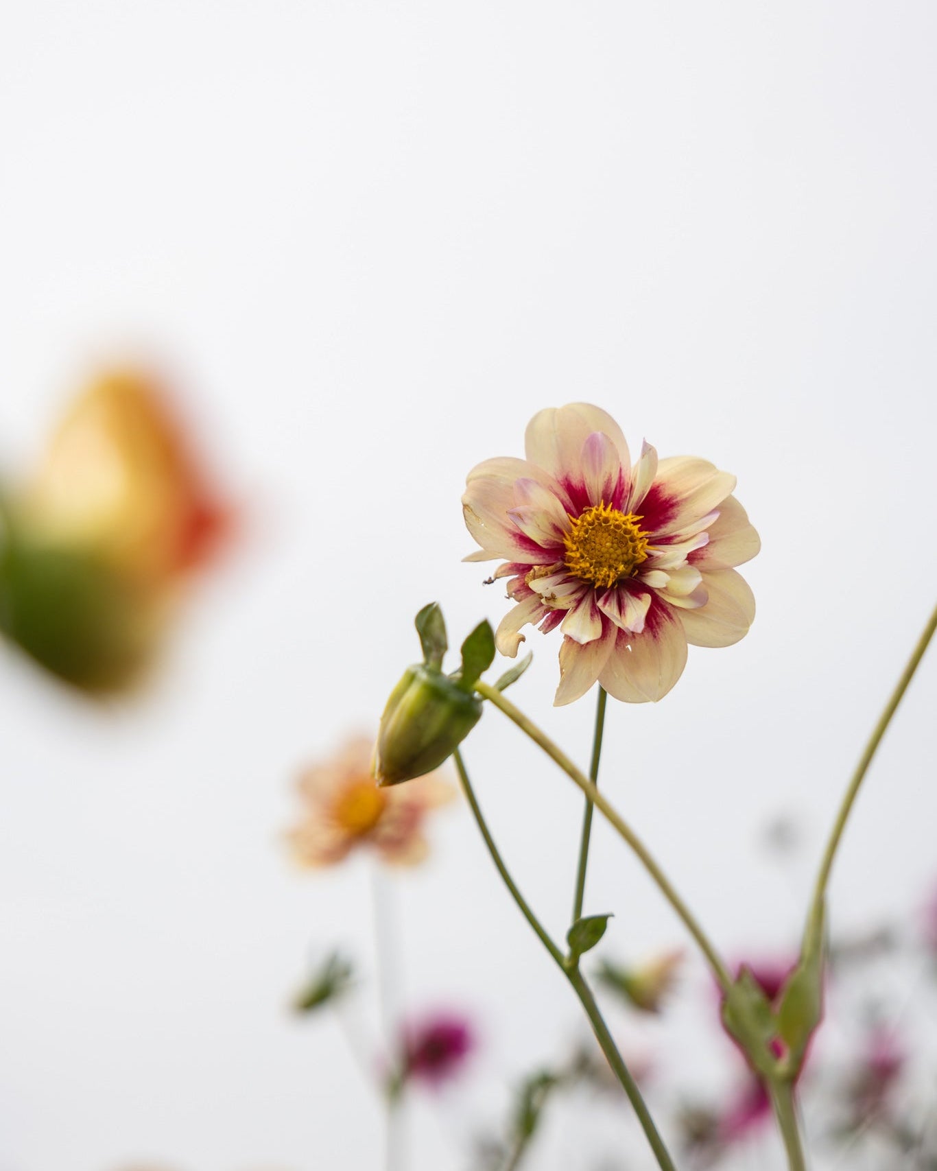 Georgine Rhubarb & Custard collarette-dahlia med gyllen bronse og rubinrødt