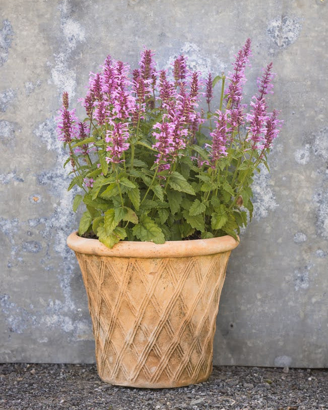 Anisisop Rose Mint med rosa blomsteraks og duftende blader