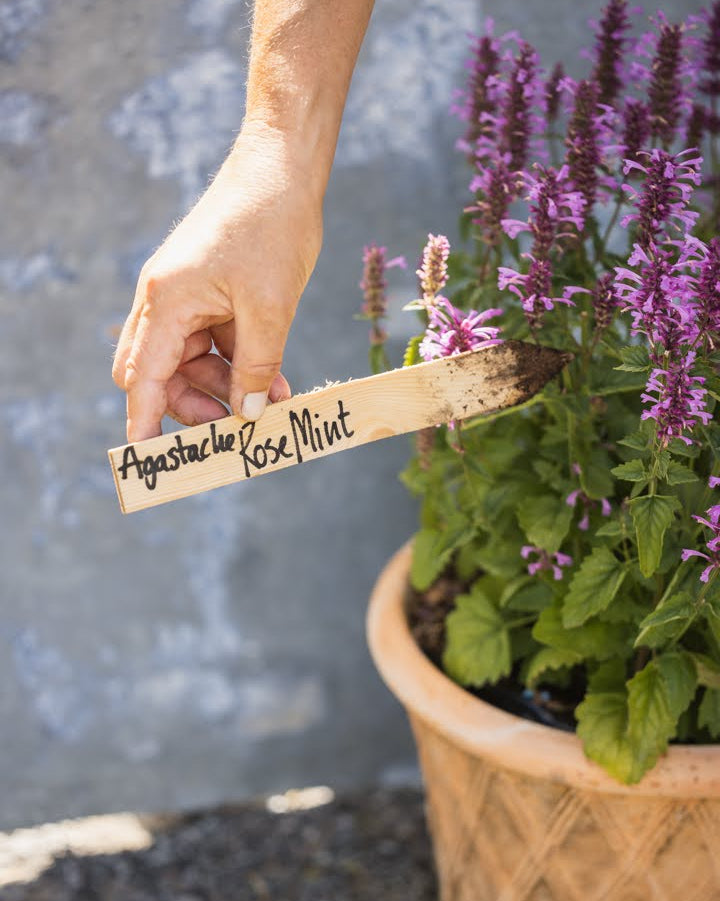 Anisisop Rose Mint - elegant oppreist vekst med lange blomsteraks