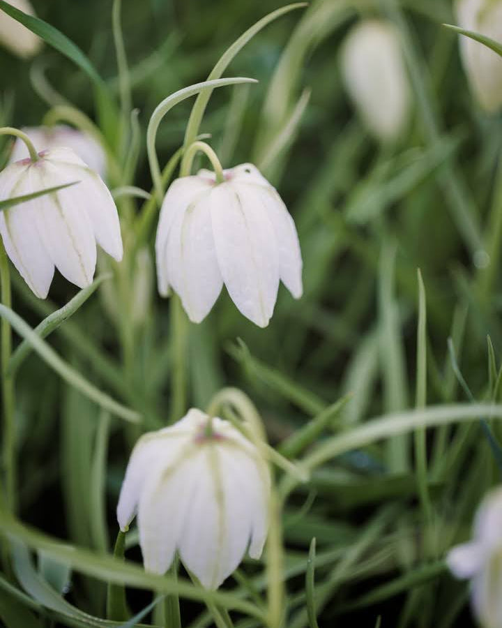 Hvit rutelilje Fritillaria meleagris Alba – lysende hvit hengende klokkeblomst i tidlig vår