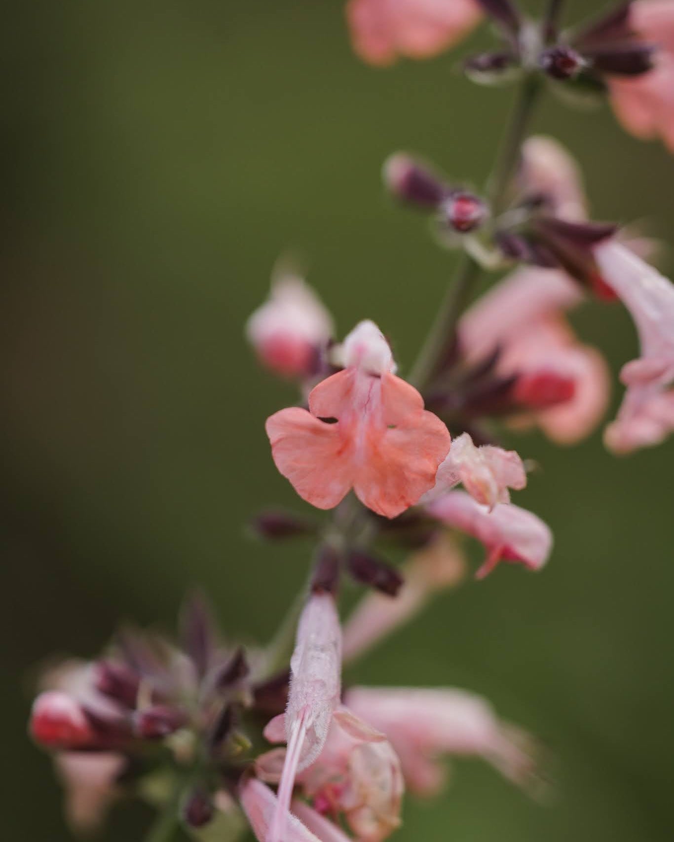 Rødsalvie Summer Jewel Pink plante med rosa blomsterstander