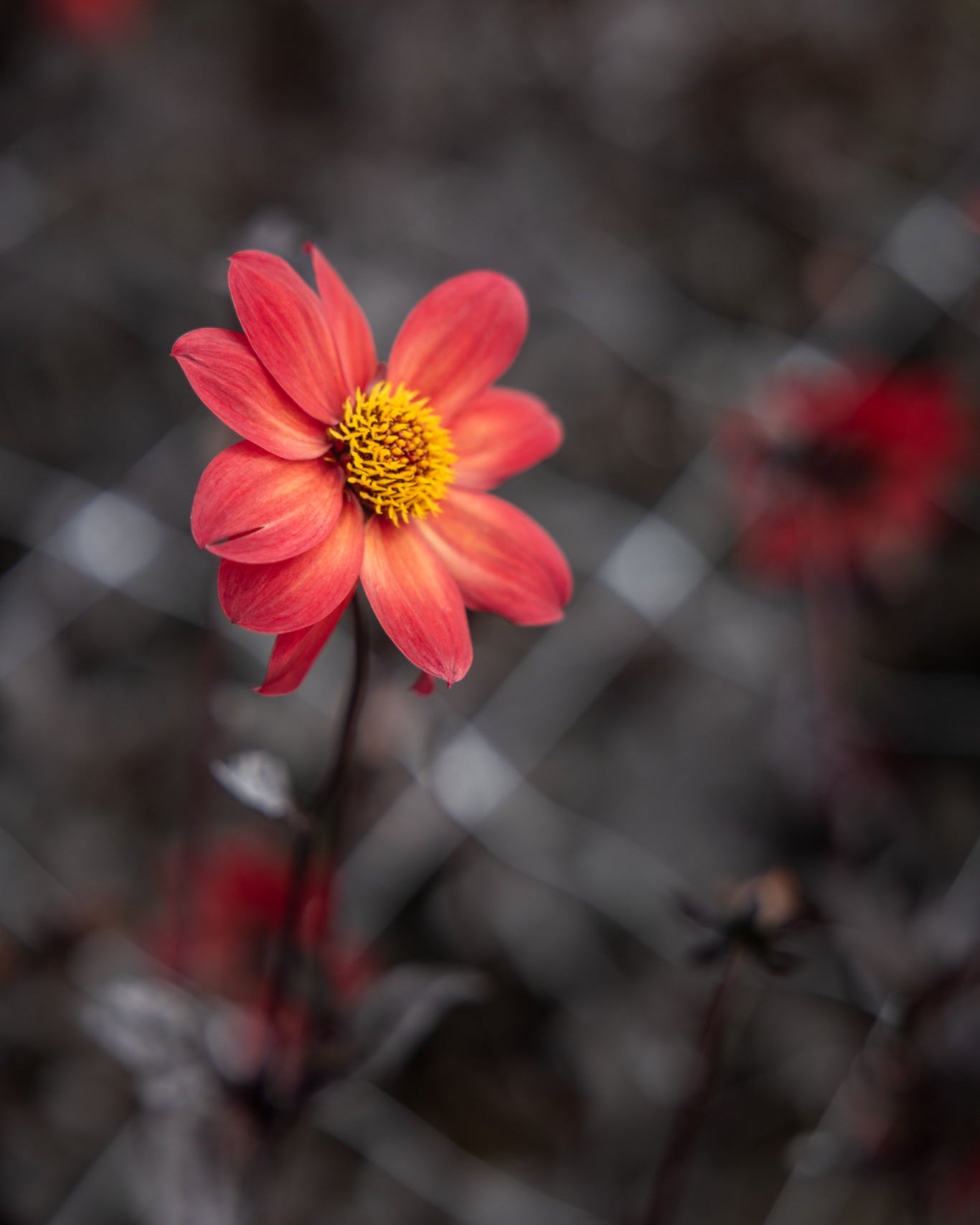 Georgine Schippers Bronze enkelblomstrende med brent kobberbrunt og bronse fargespill