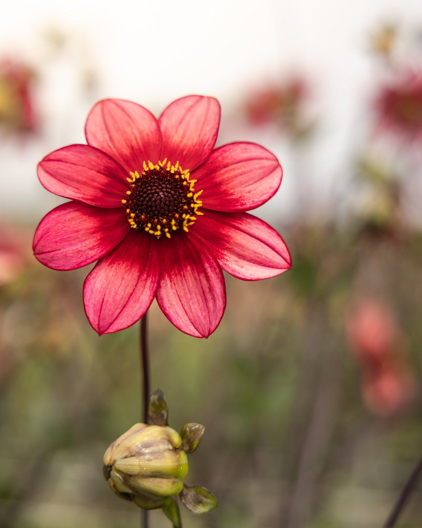 Dahlia Schippers Bronze varme kobberbronse toner i enkelblomst