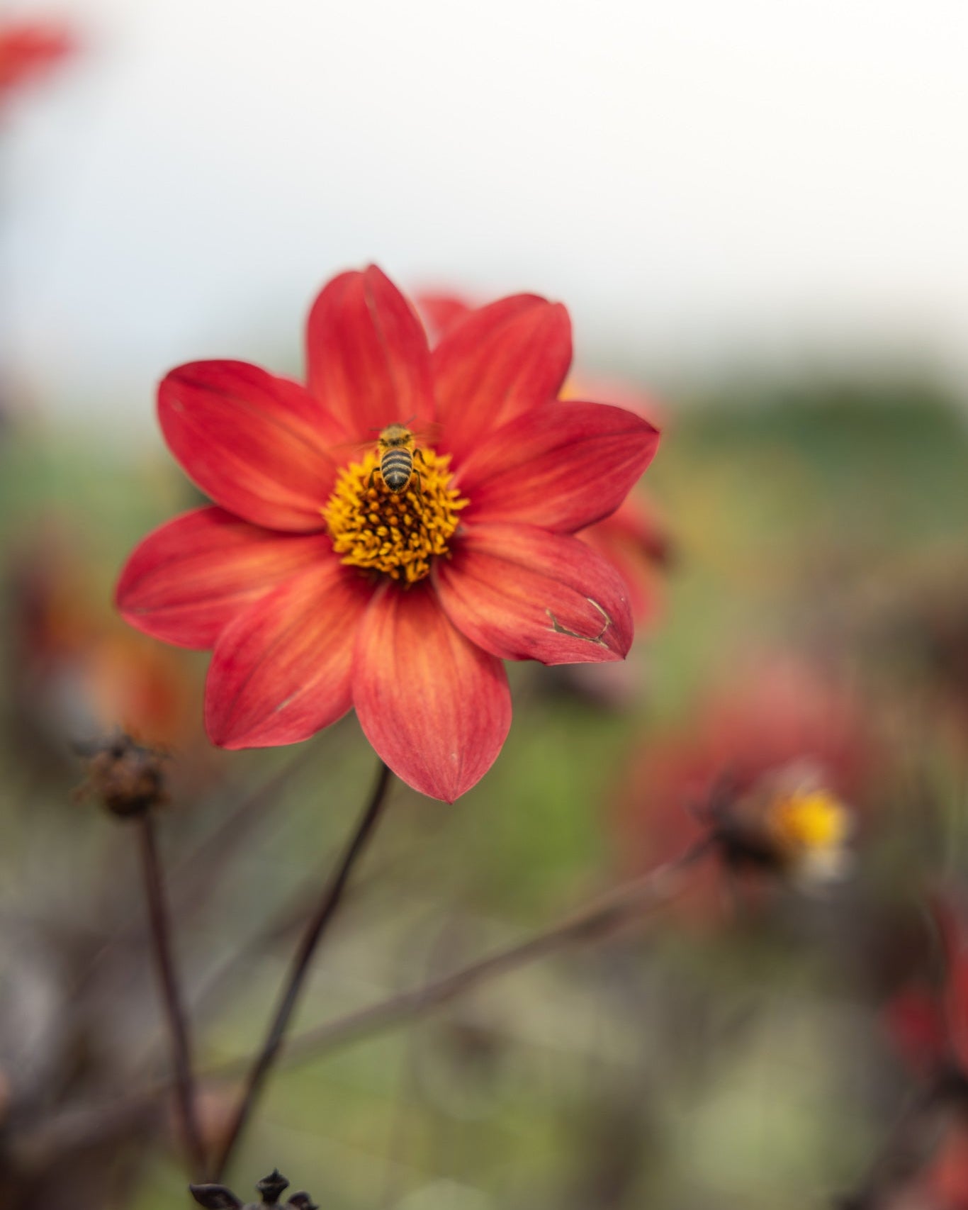 Georgine Schippers Bronze med varmt fargespill i kobberbrunt og bronsenyanser