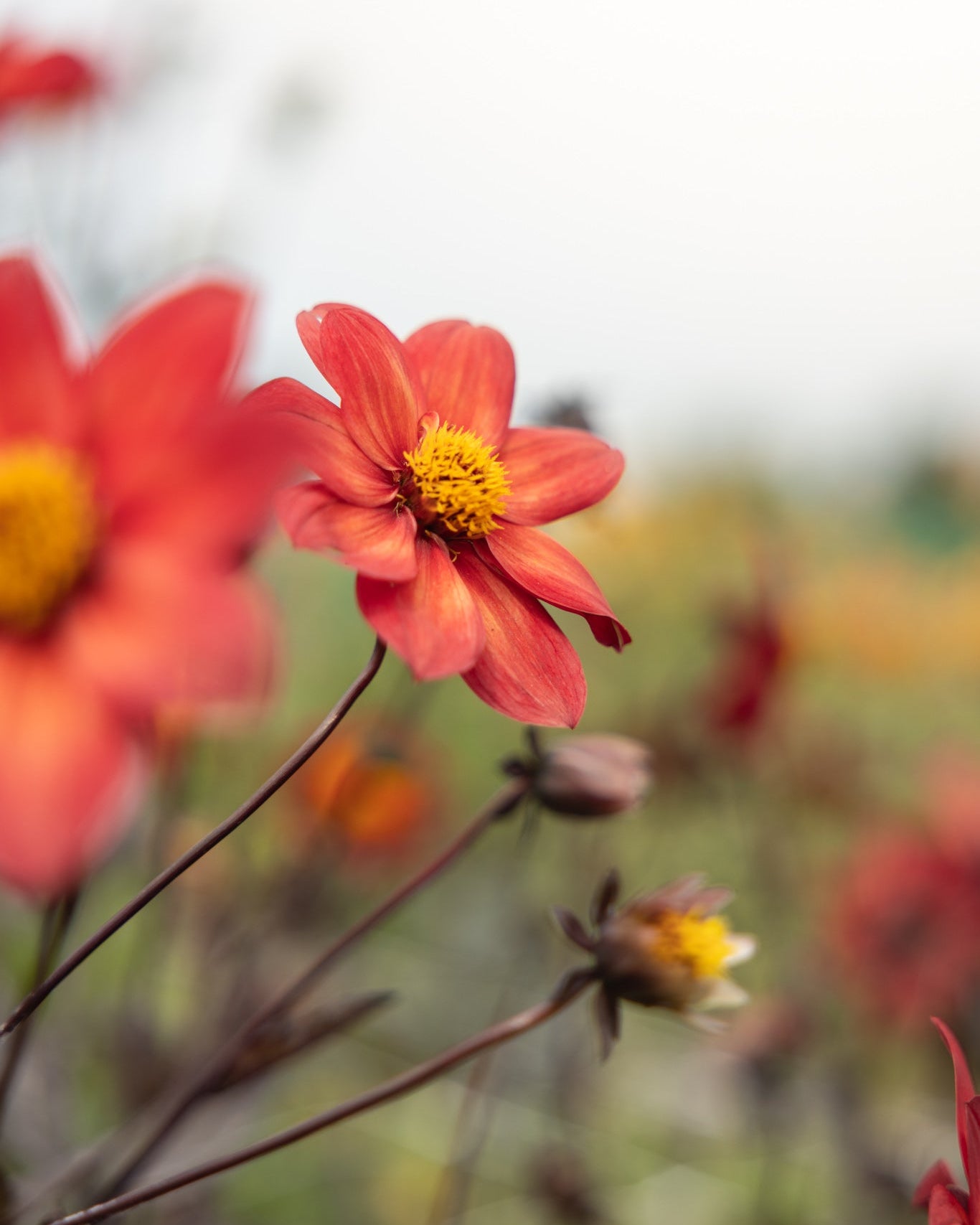 Dahlia Schippers Bronze med usedvanlig vakkert kobberbrunt fargespill