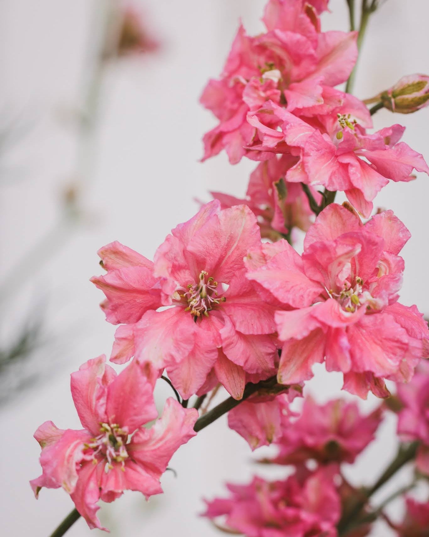 Sommerriddersporer plante med delikate rosa-lilla blomster og grønne blad - Blomsterhagen