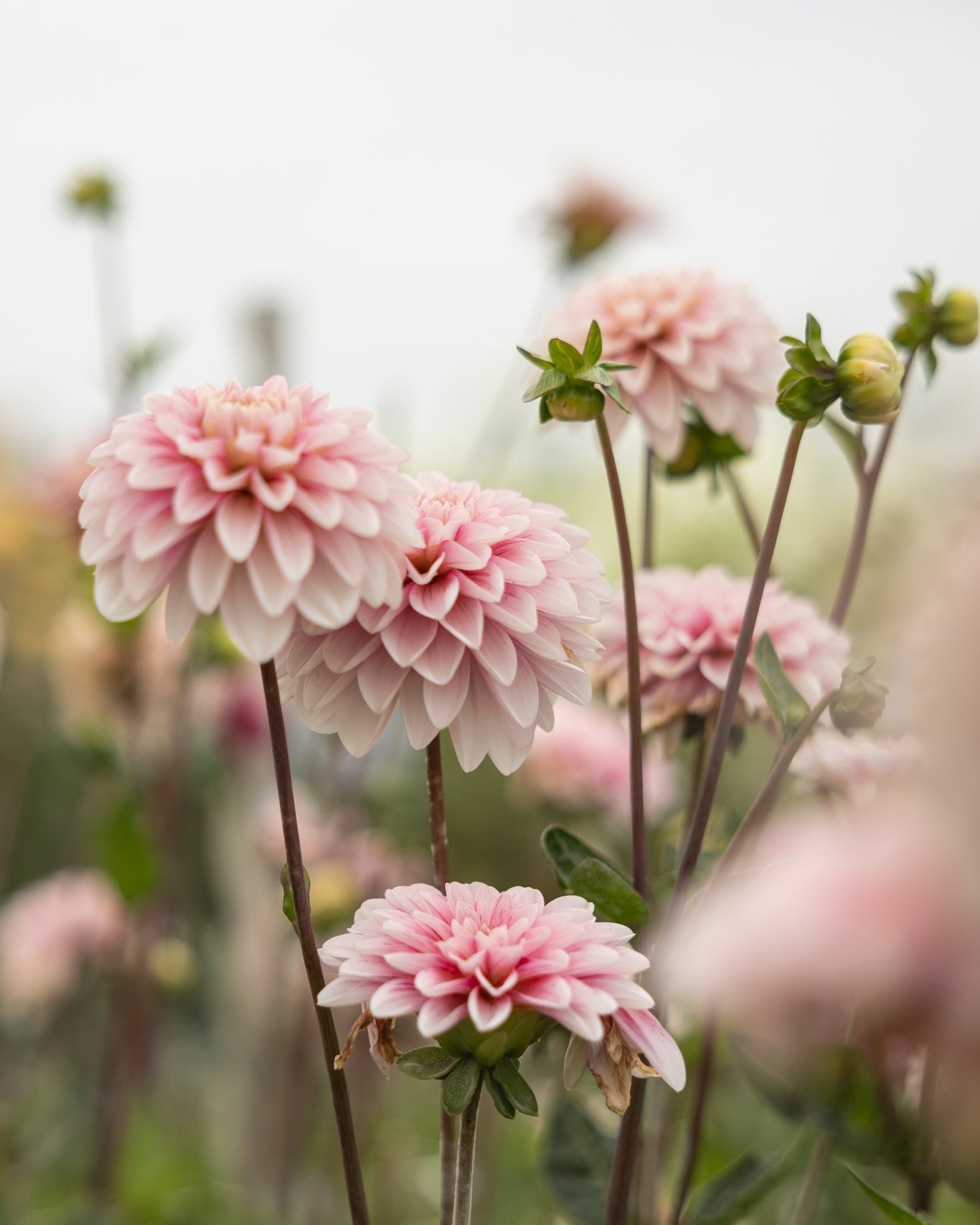 Dekorativ georgine Strawberry Cream penslet med jordbærrosa og bringebærrødt
