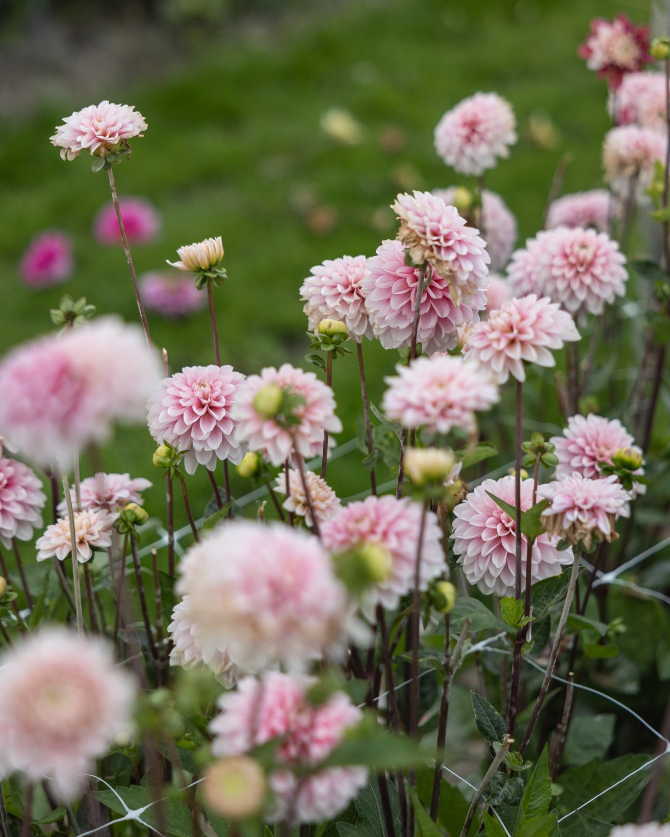 Dahlia Strawberry Cream store fyldige blomster i kremhvit og rosa nyanser