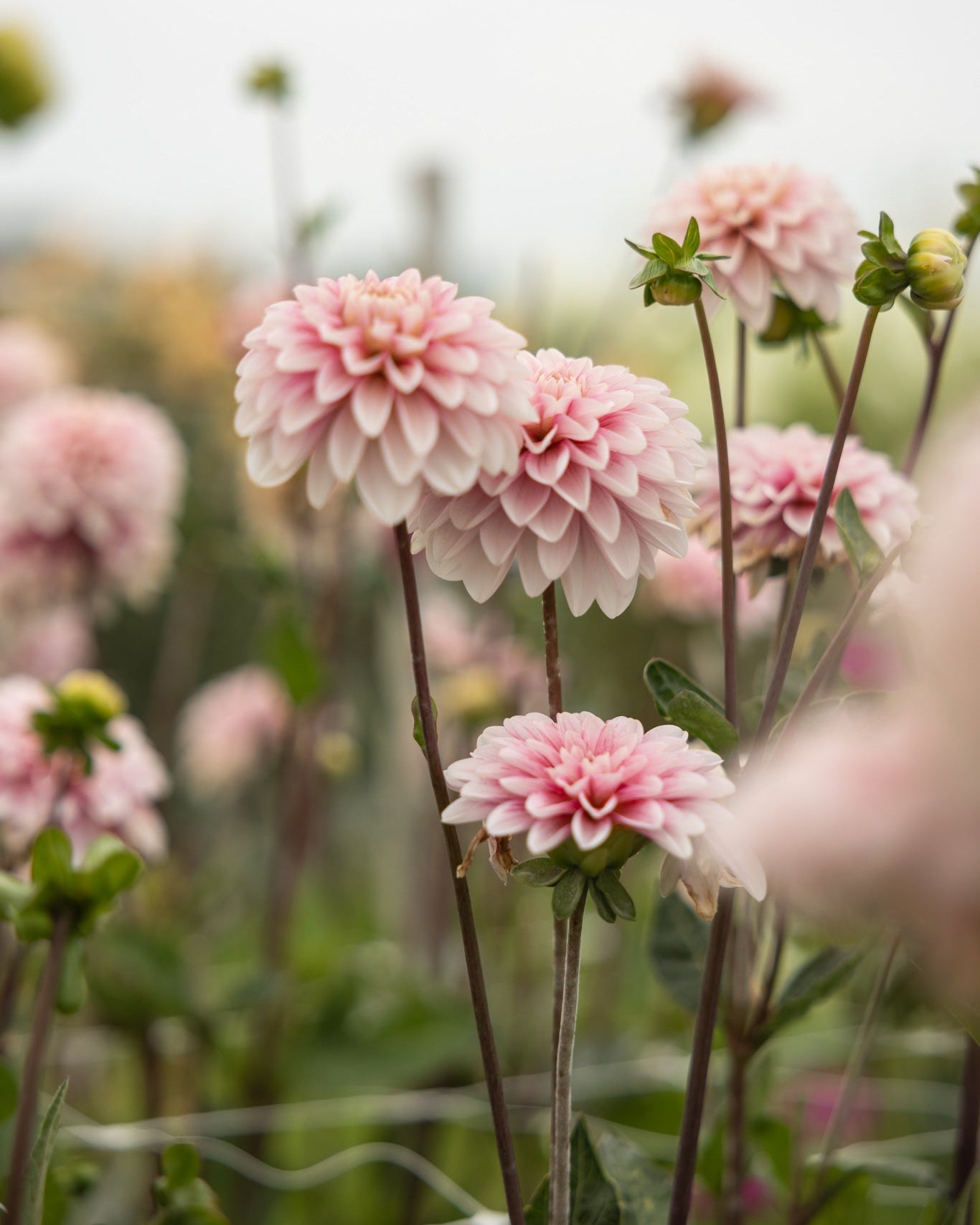 Dekorativ georgine Strawberry Cream med fyldige blomster penslet i rosa og rødt
