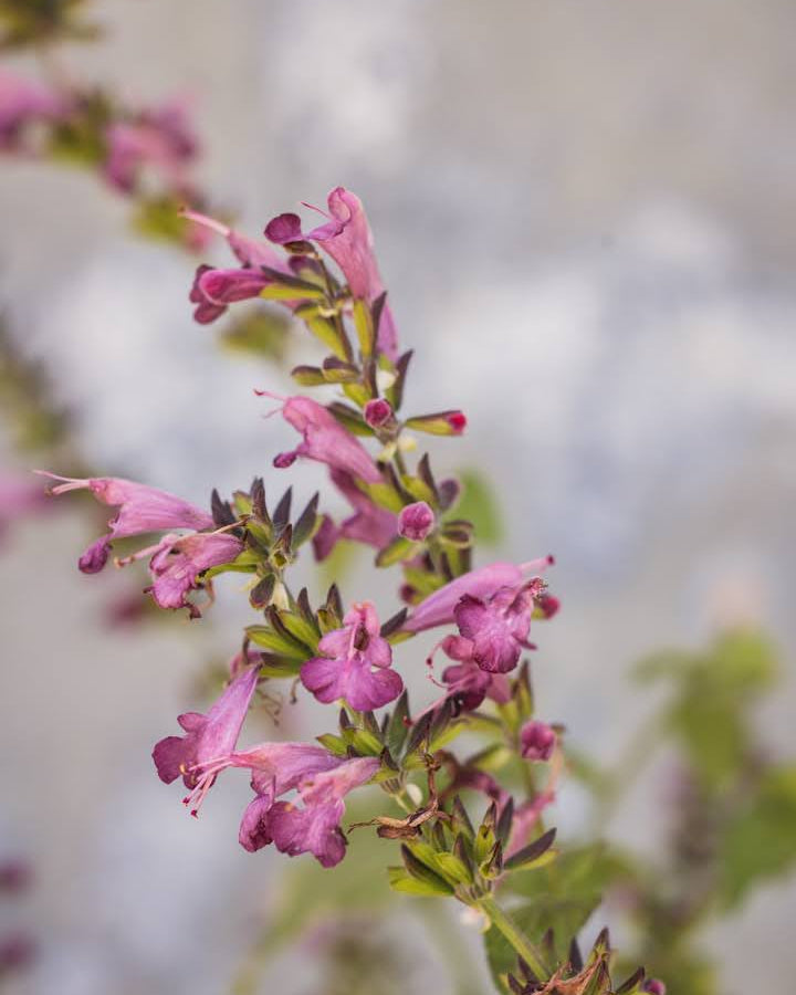 Rødsalvie Summer Jewel Lavender med vakre lavendelblå aks