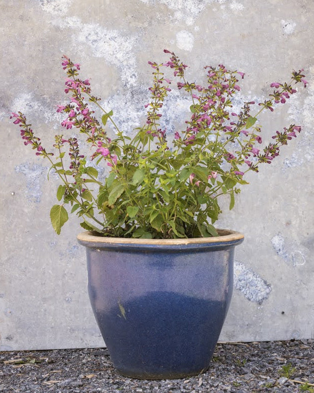Nærbilde av Rødsalvie Summer Jewel Lavender blomsterstander