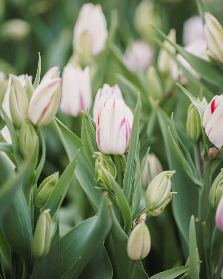 Tulipan Candy Club – liten naturlig bukett med flere blomster fra samme løk på kraftig stilk