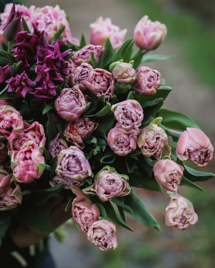 Tulipan Beachberry – bukett med gammelrosa fylte tulipaner som snittblomst