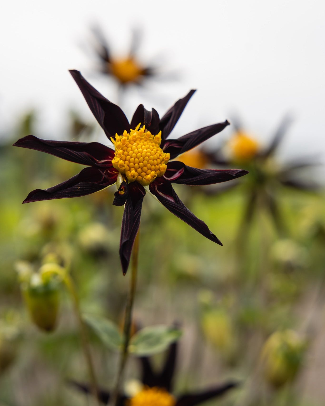 Georgine Veronne's Obsidian mørk burgunder med innoverkrellede kronblad og gyllen kontrast