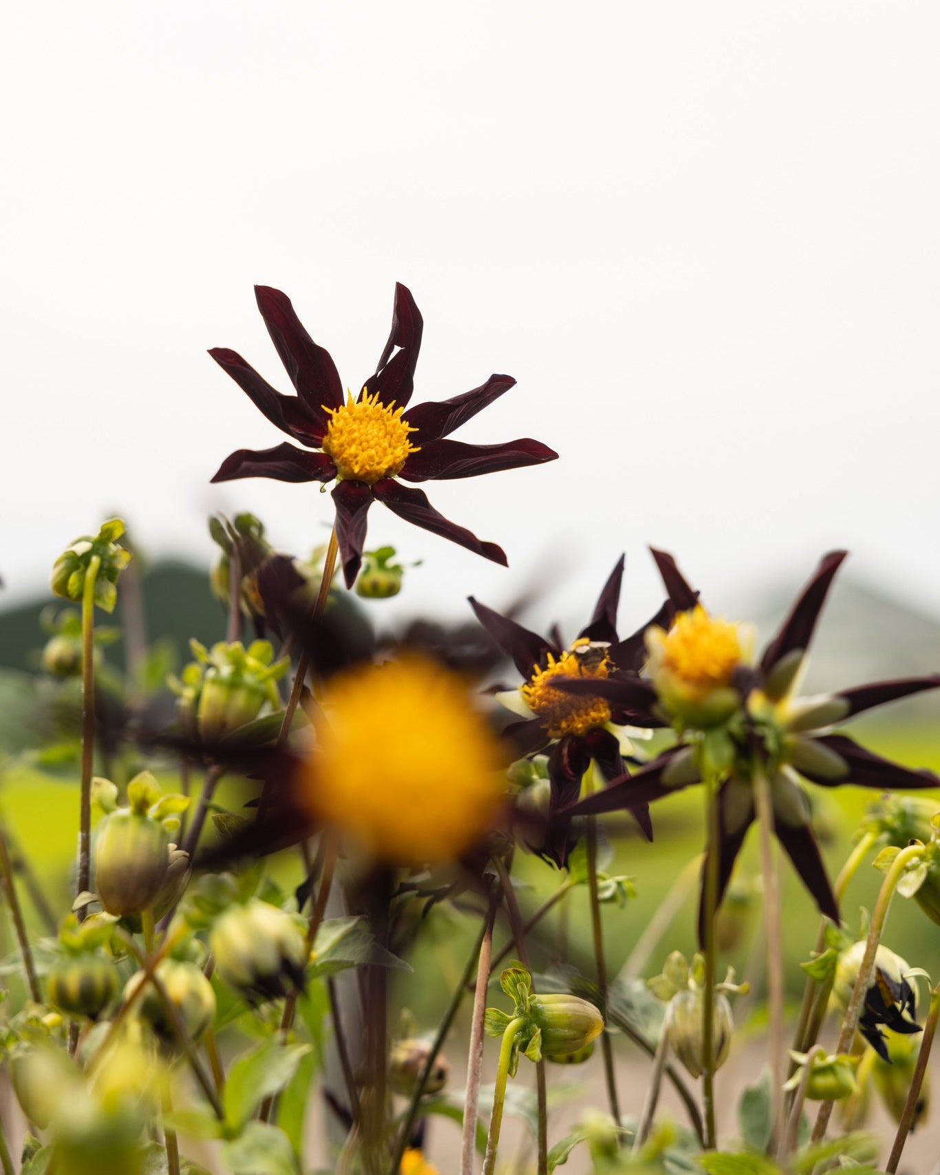 Dahlia Veronne's Obsidian nesten kullsvart blomst med dramatisk stjerneform