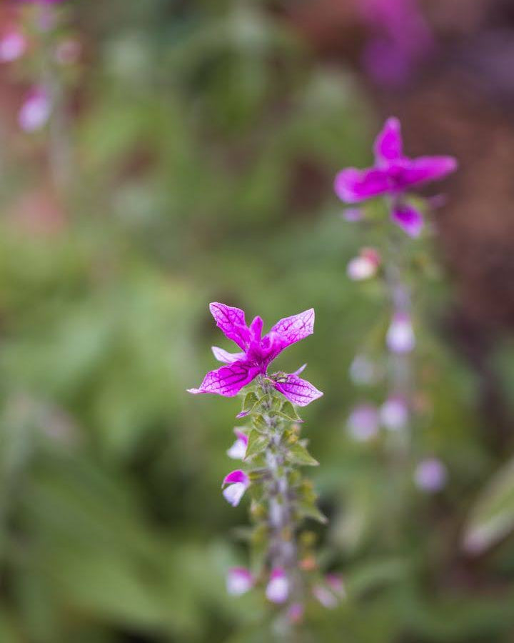 Dusksalvie Say So Rose - Salvia viridis med vakre rosa blomsteraks