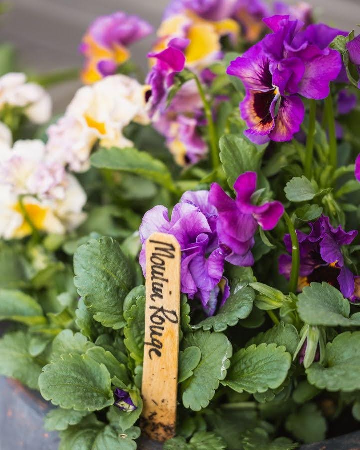 Fiol Moulin Rouge med variert uttrykk av vakre fioler