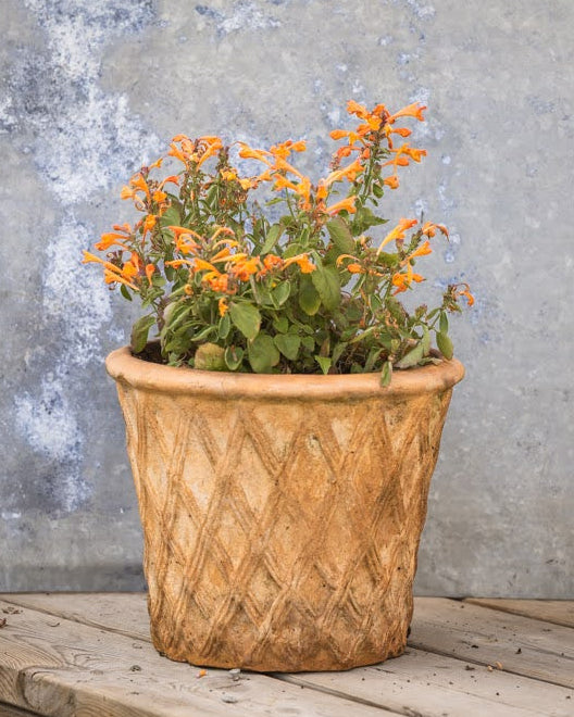 Anisisop Arizona Sandstone frø - Agastache med duftende blader og varme farger