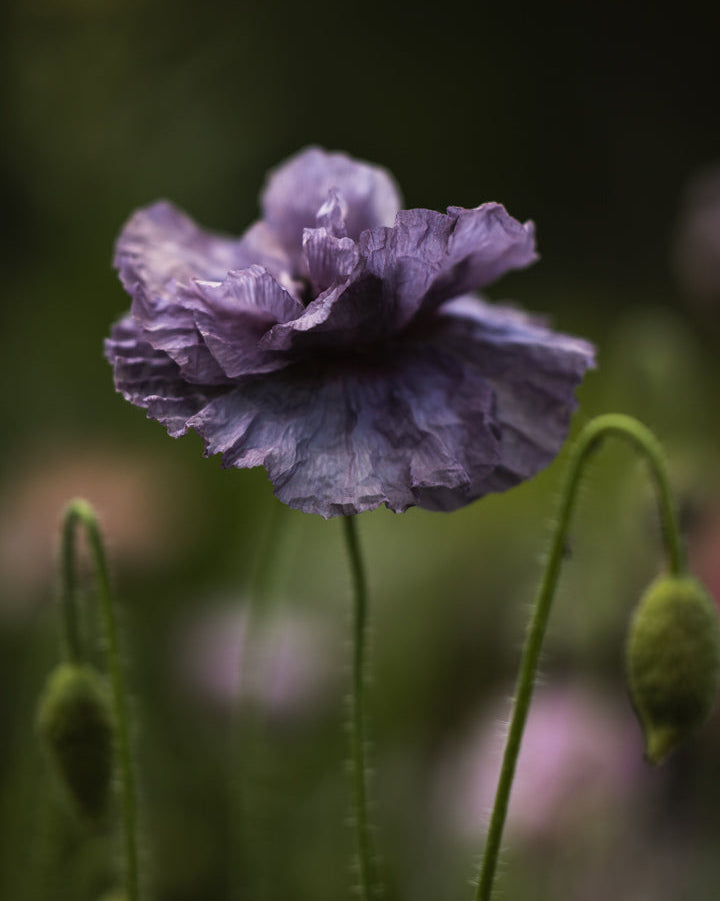 Kornvalmue Amazing Grey i blomst – uvanlig fargevariant av ettårig kornvalmue