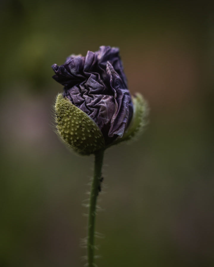 Kornvalmue Amazing Grey – silkefine blomster i grått, lavendel og sølv