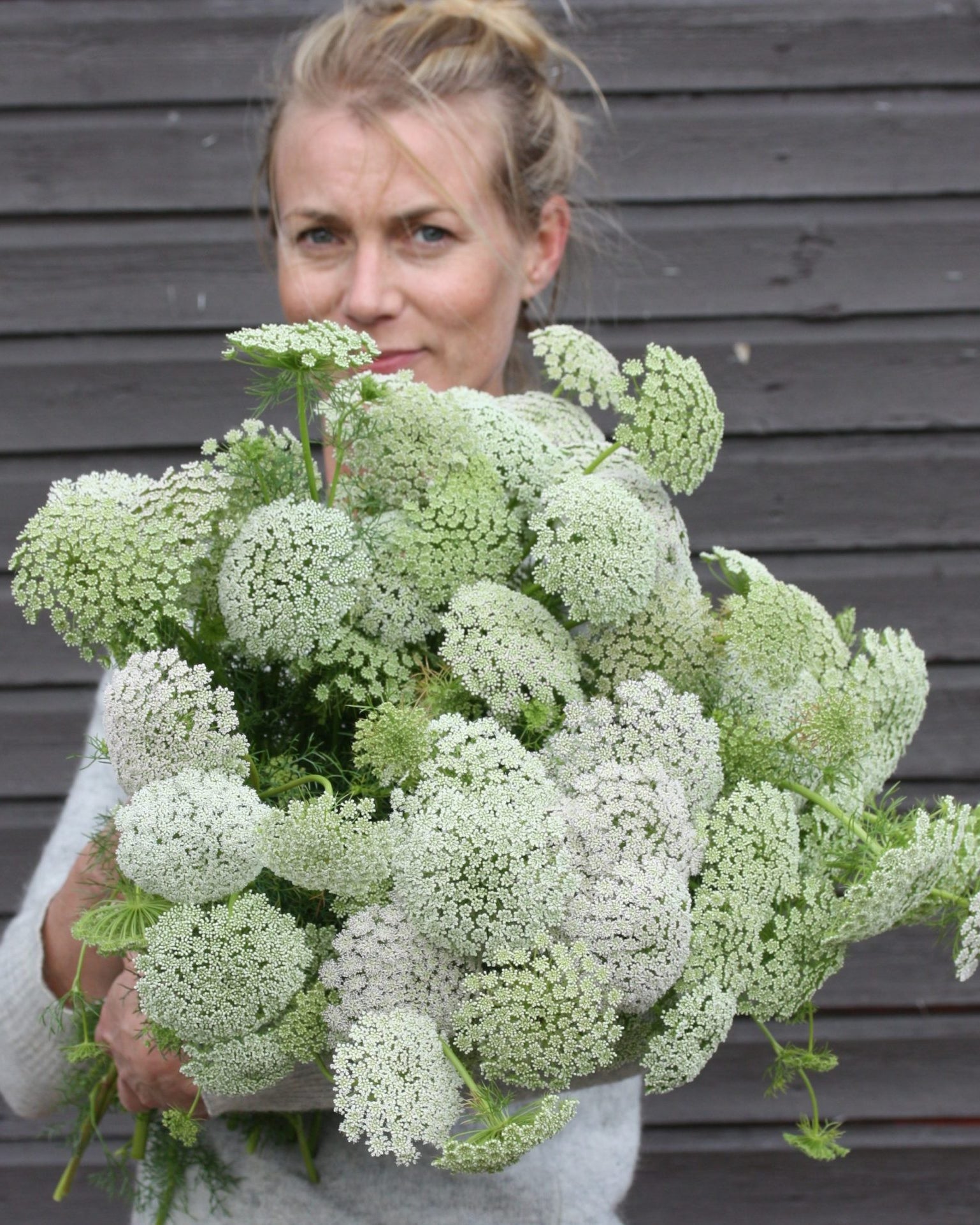 ammi visnaga green mist (2)