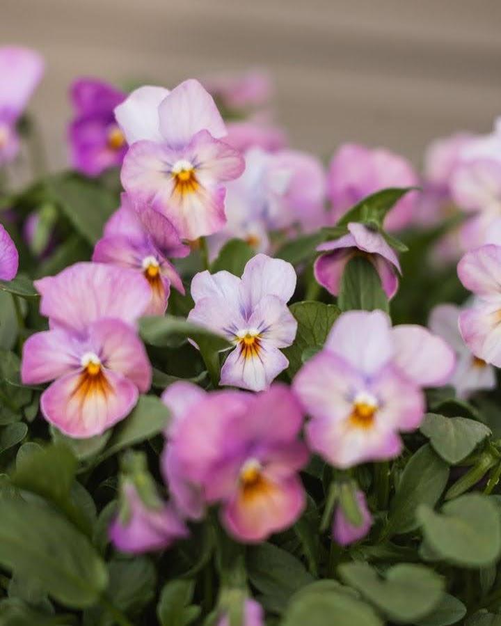 Antikvitetsrosa fioler Gem Antique Pink - insektsvennlig ettårig blomst