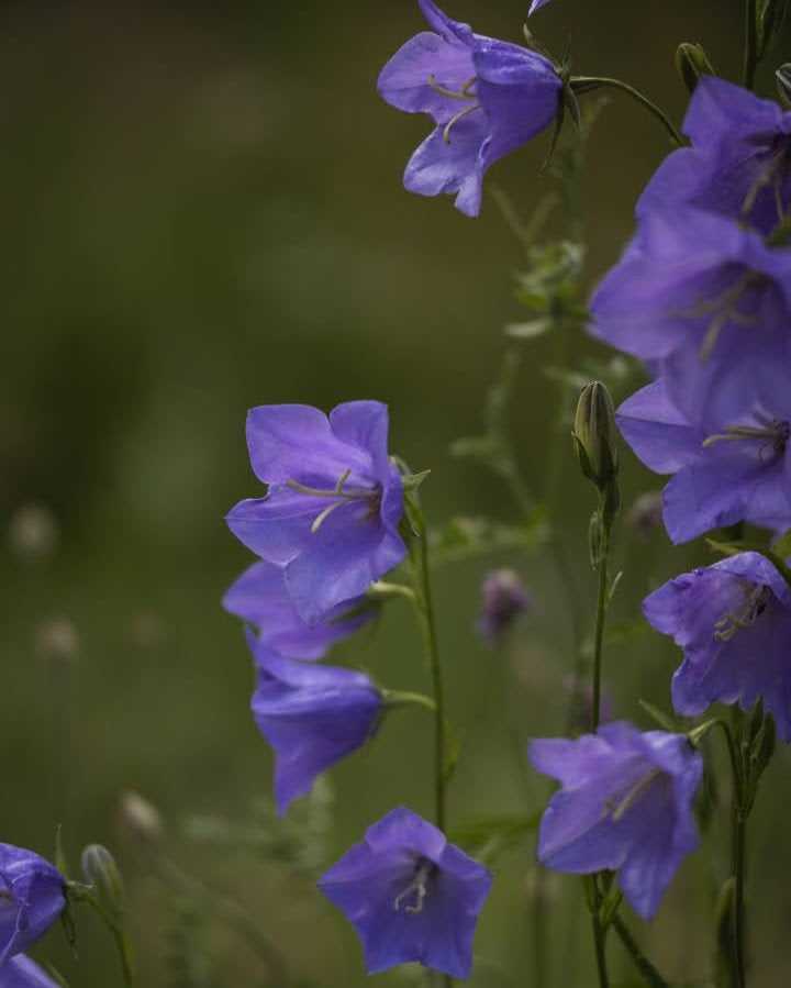 Fagerklokke Blue - Campanula medium perfekt som snittblomst