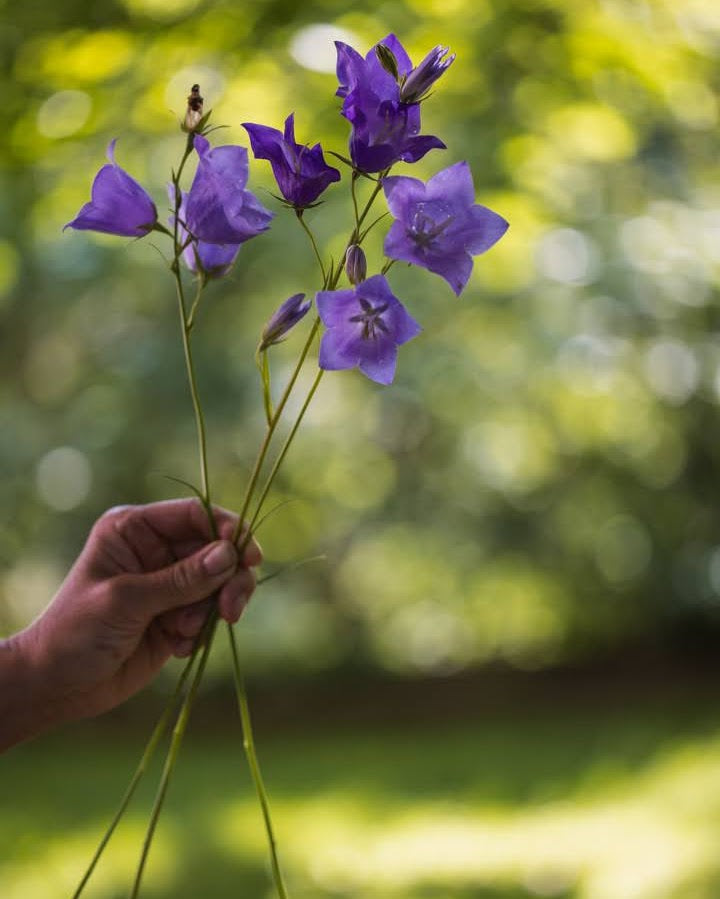 Fagerklokke Blue - toårig snittblomst i hagen