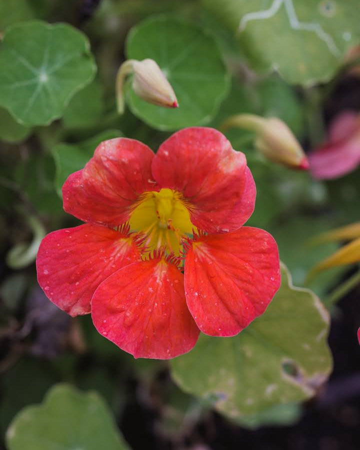 Nærbilde av Blomkarse Jewel Cherry Rose sine rike rosa blomster og mørkegrønne blad