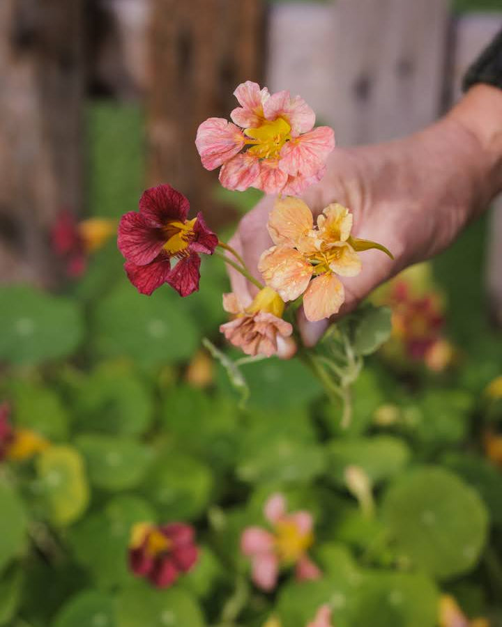 Blomkarse Purple Emperor med dype purpurfargede blomster og blågrønne blader