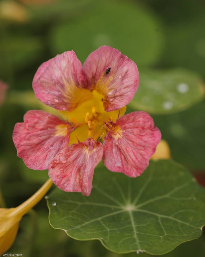 Blomkarse Purple Emperor plante med runde skjoldformede blader og purpurblomster