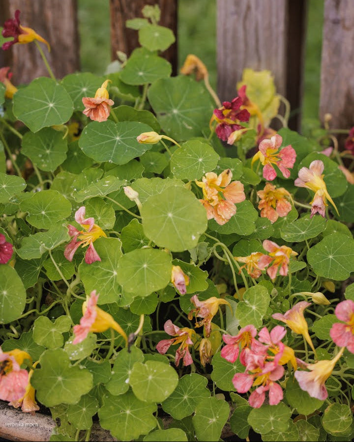Blomkarse Purple Emperor blomster og bladverk i hagen