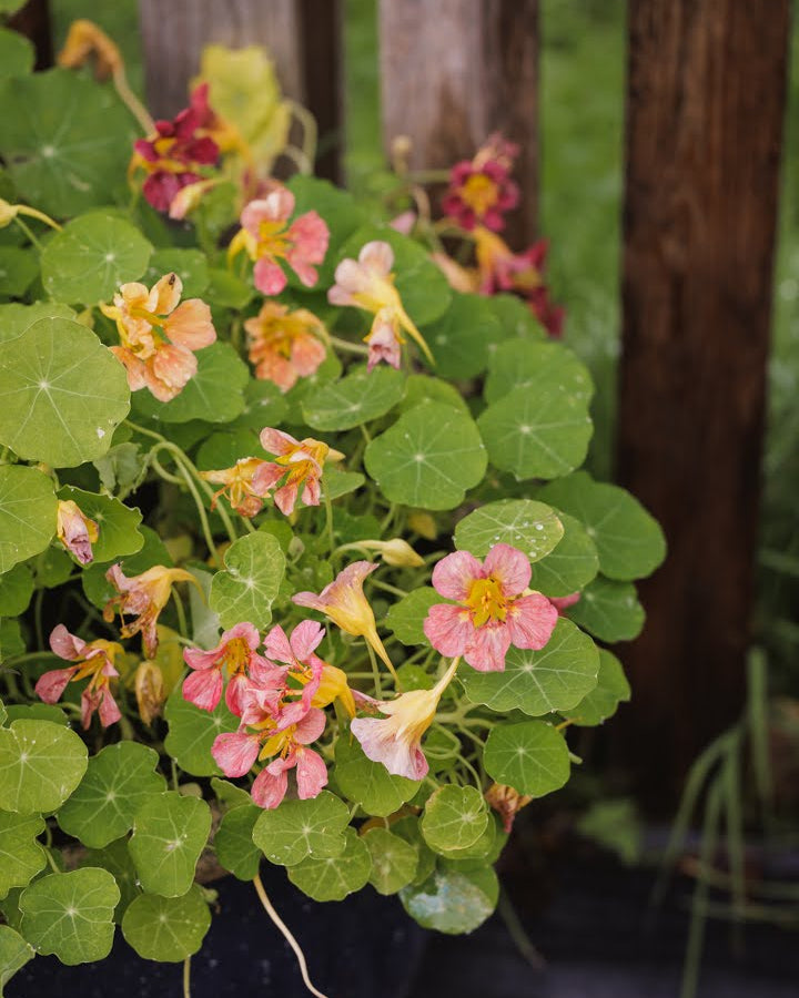Blomkarse Purple Emperor i full blomstring med myk purpurfarge