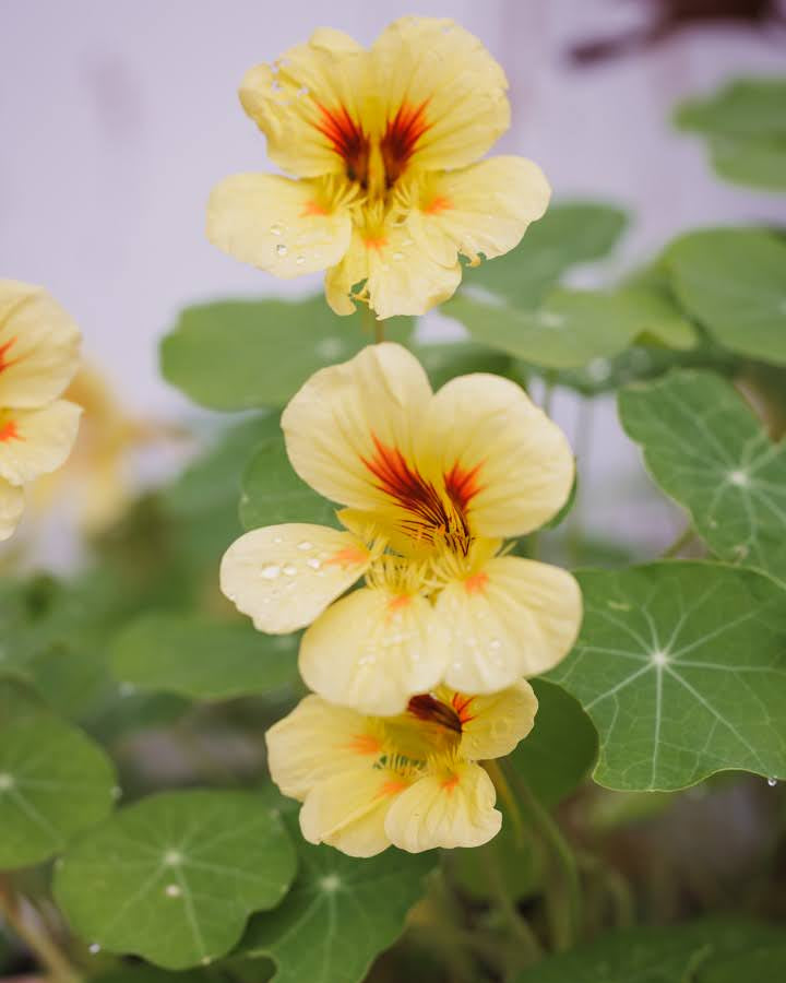 Blomkarse Peach Melba med ferskenfargede blomster i hagen, fotografert av Veronika Moen