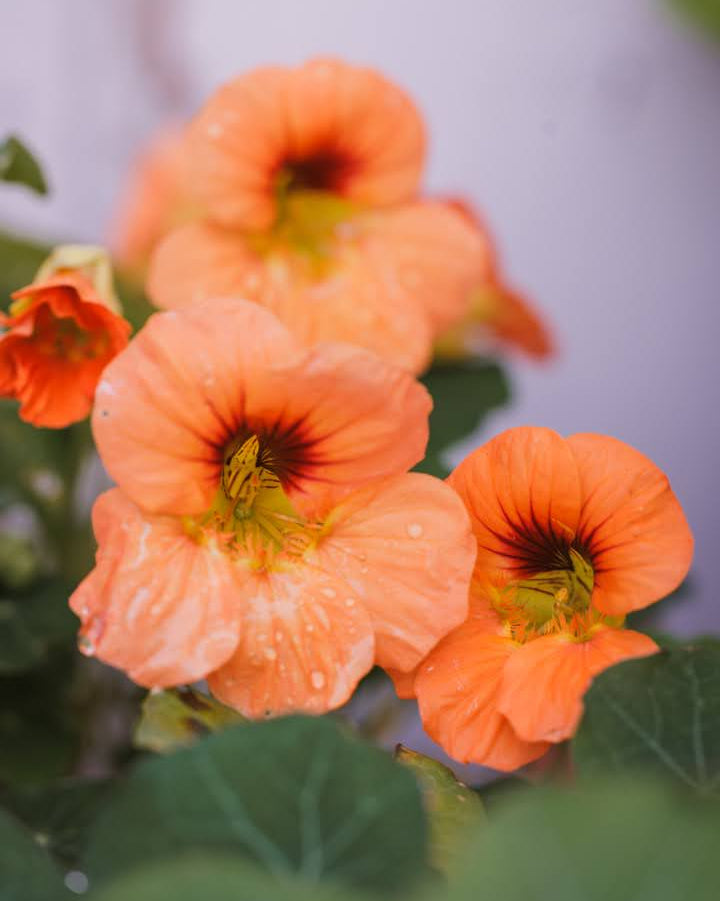 Blomkarse Vesuvius i hagebed med tette matter av oransjerøde blomster
