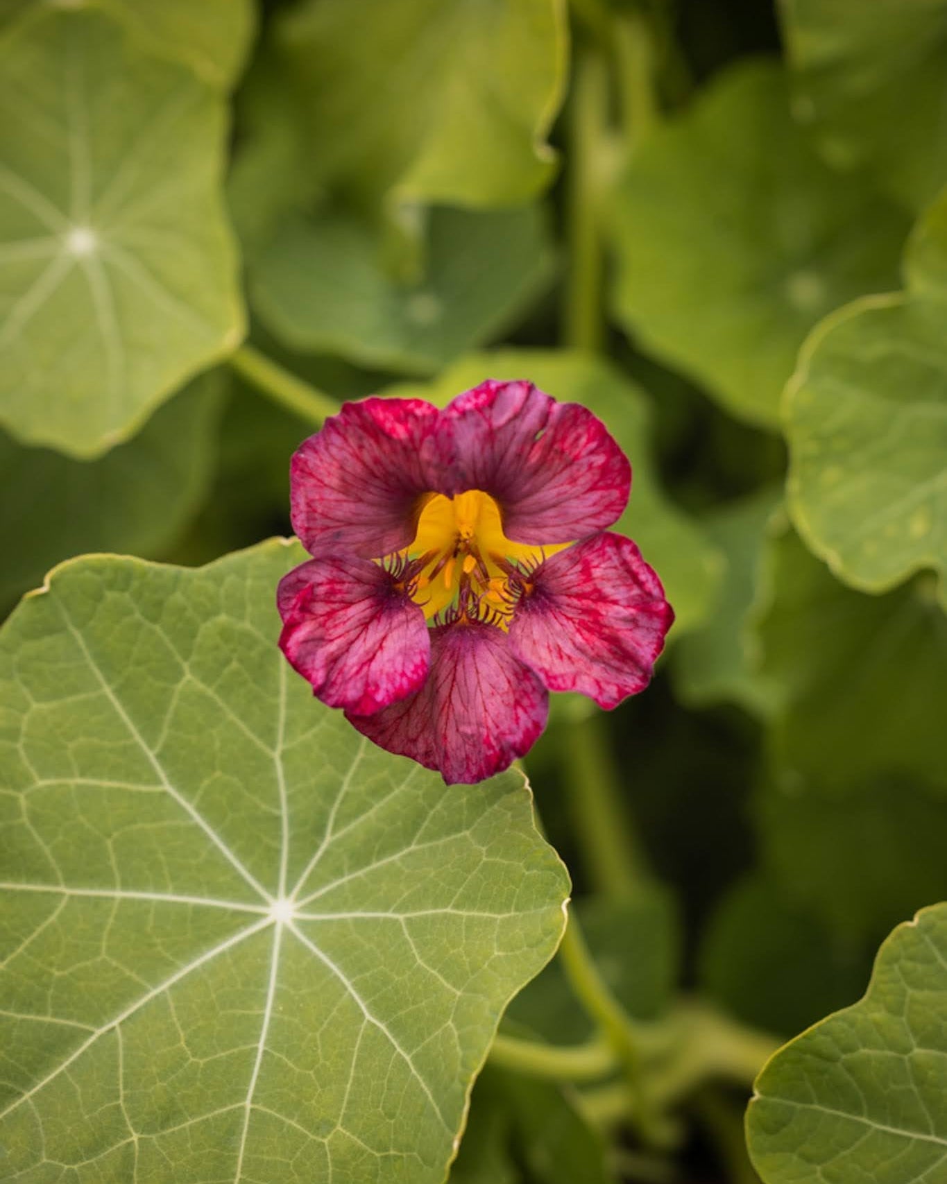 Blomkarse Purple Emperor - ettårig blomkarse med dype purpurblomster