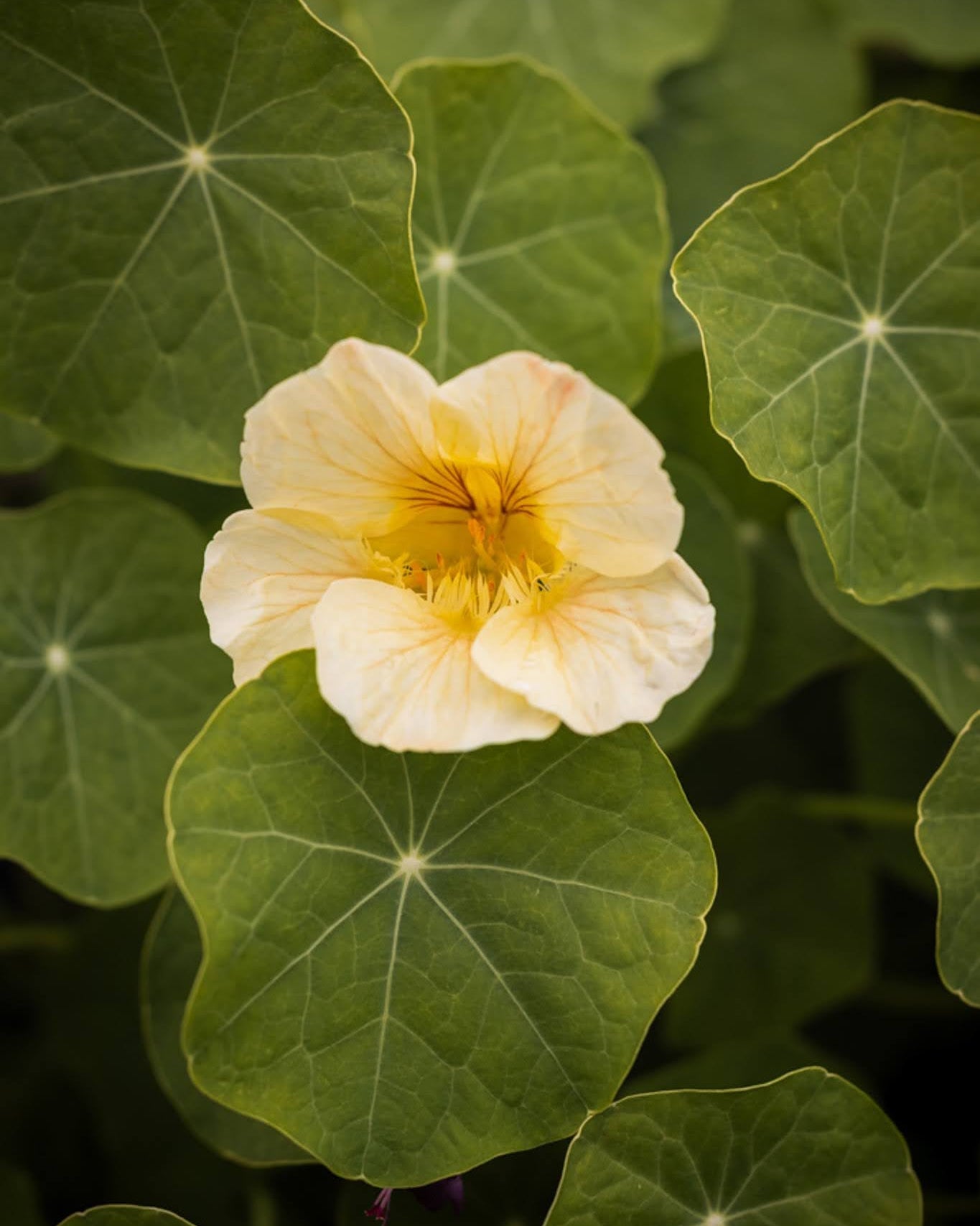 Blomkarse Milkmaid i hagebed, hardfør flerårig blomst