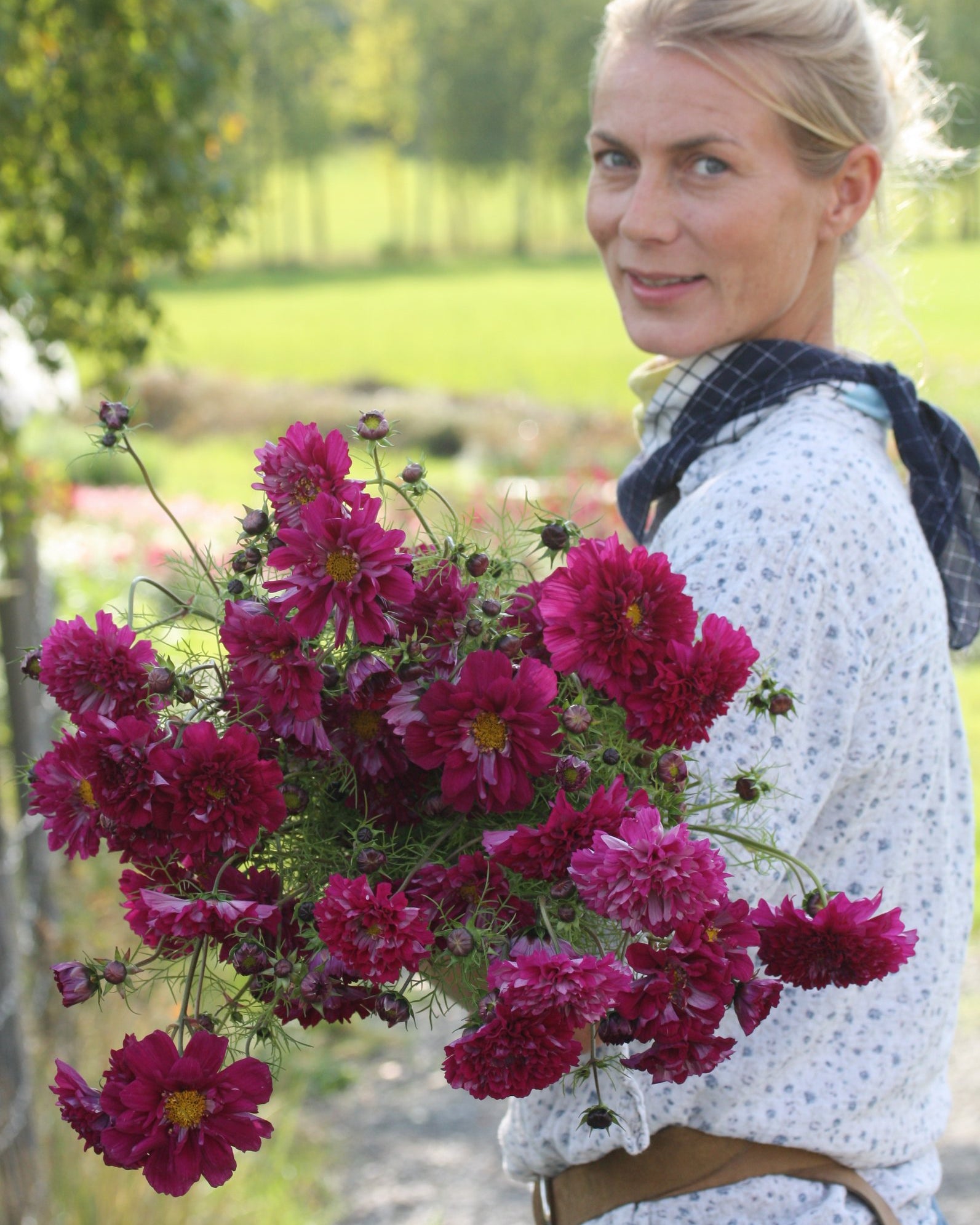 Cosmos Double Click Cranberries ettårig blomst med sterke stengler