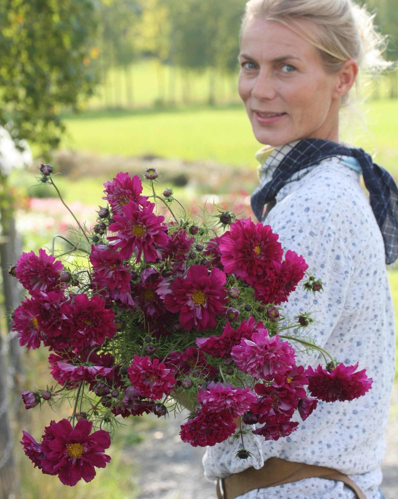 Cosmos Double Click Cranberries ettårig blomst med sterke stengler