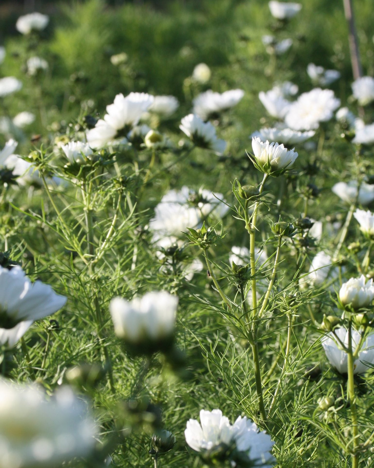 cosmos dc snowpuff
