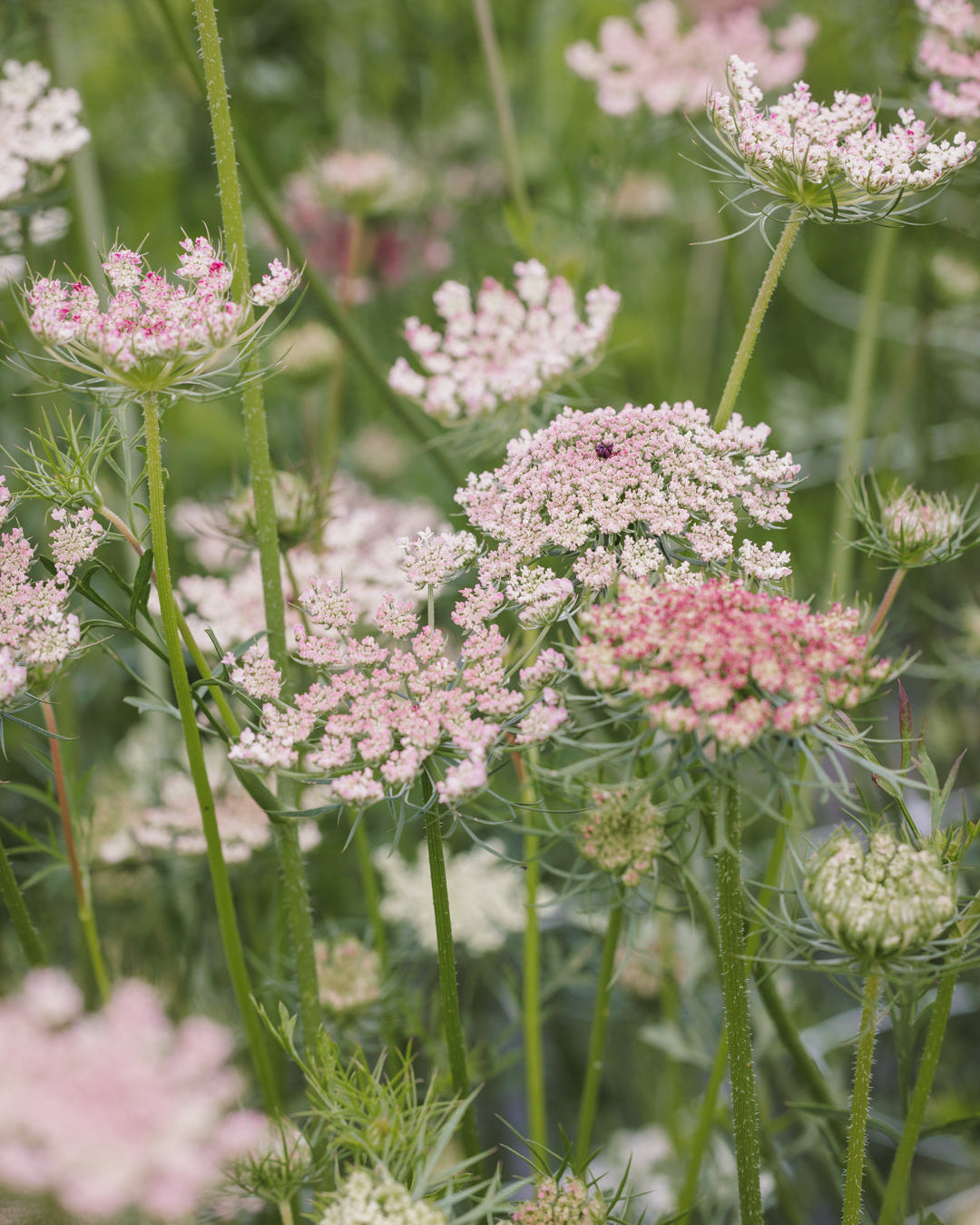Daucus Dara – gulrotblomst med lette, naturlige skjermer i varierende farger, gir høyde og bevegelse i buketter⠋