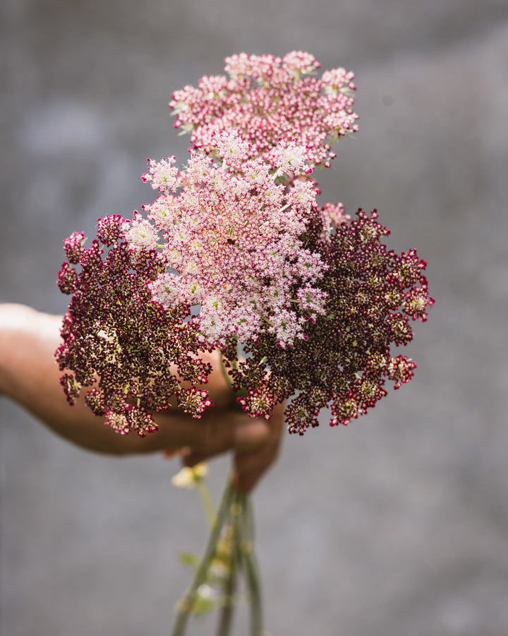 Daucus Dara – luftige blomsterskjermer i kremhvitt, støvet rosa og mørk burgunder, ettårig gulrotblomst ca. 100–120 cm