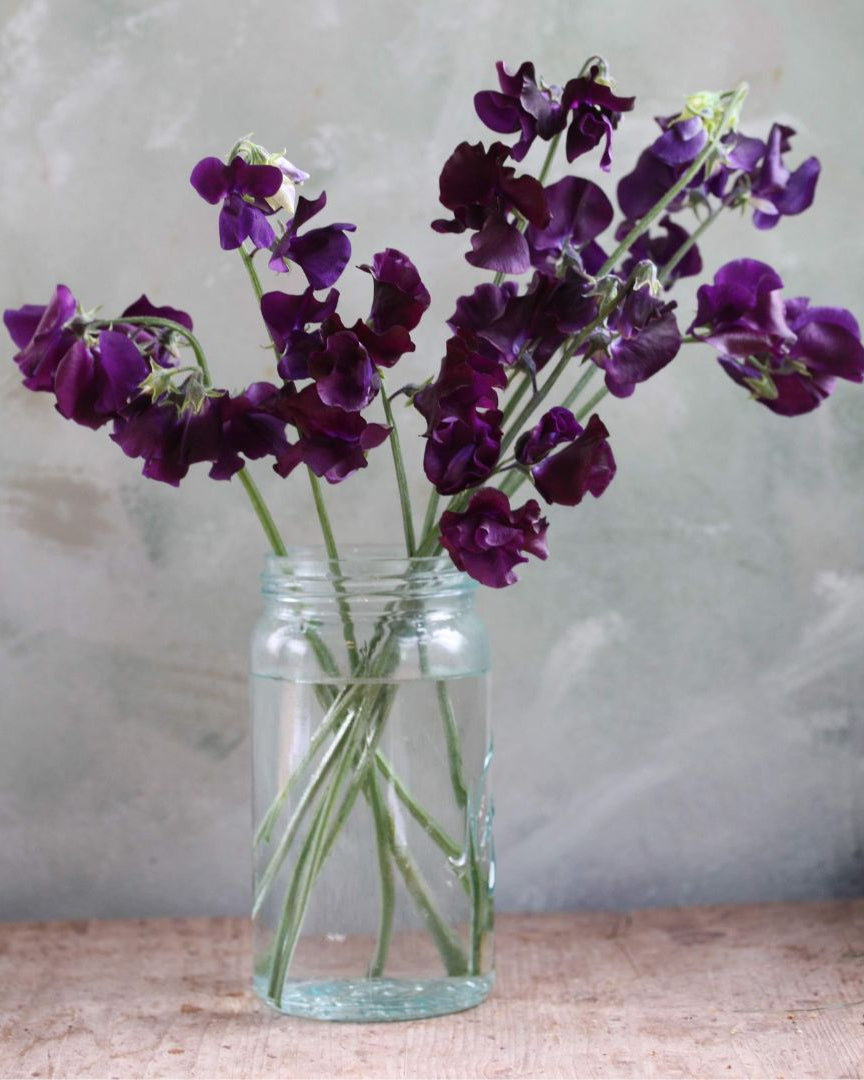 Erteblomst Just Jenny klatreplante i hagen med rik blomstring