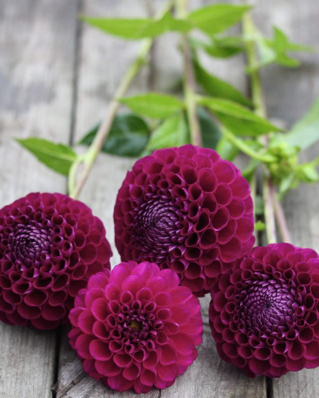 Pompomgeorgine Moorplace dyp lilla-burgunder - georgine knoller snittblomst