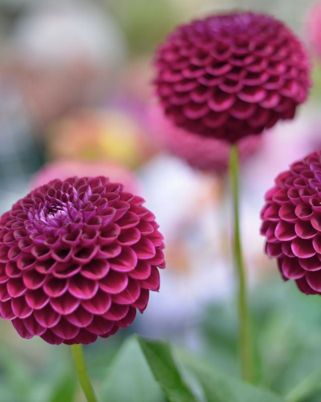 Georgine Moorplace pompomgeorgine dyp lilla-burgunder rund blomst