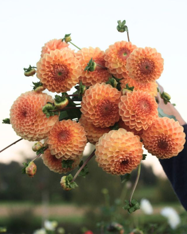 Blyton Softer Gleam georgine - nærbilde av blomst i varme pastellfarger