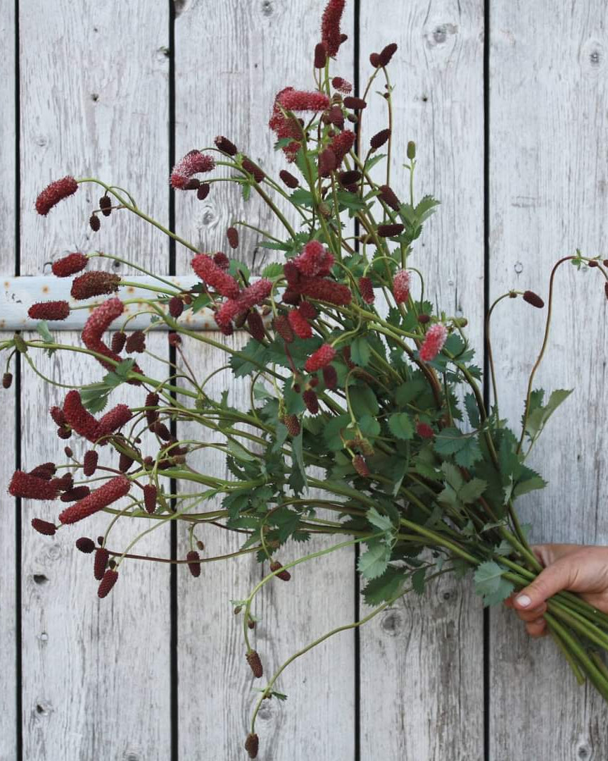 Alaskablodtopp i full blomst med kompakt vekstform